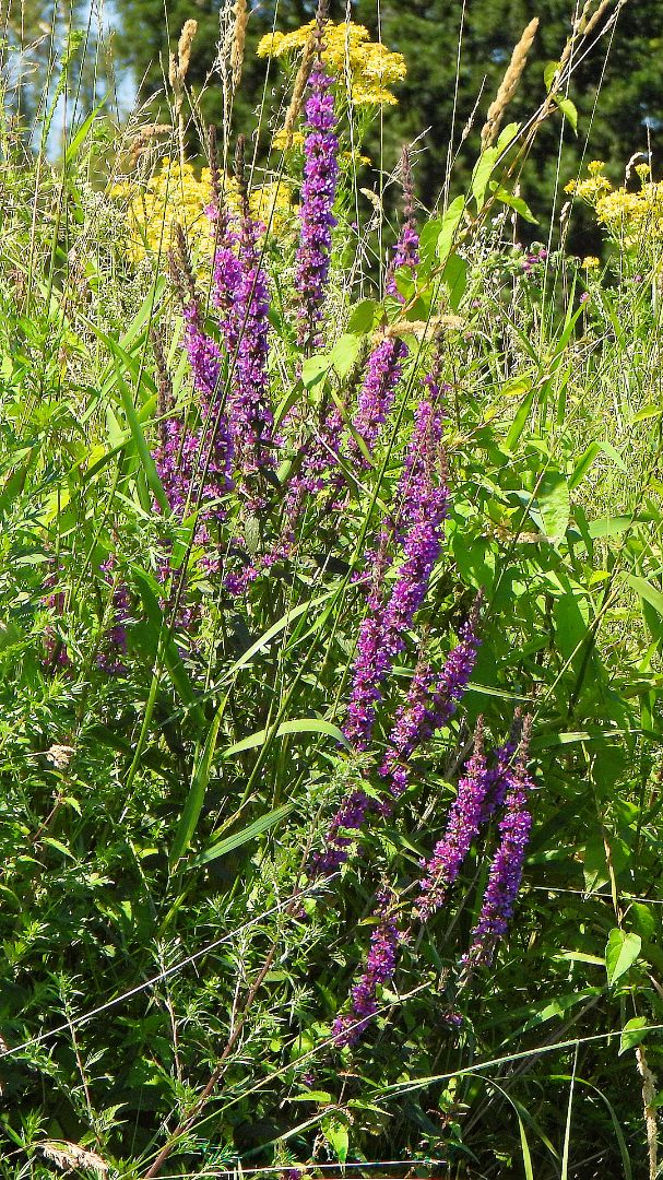 Pflanzen   Steveraue   2020.07.13 12.17 38 HD